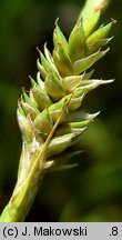 Carex canescens (turzyca siwa)