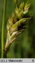 Carex canescens (turzyca siwa)