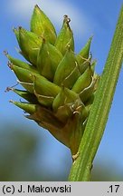 Carex canescens (turzyca siwa)