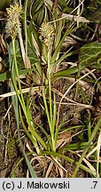 Carex caryophyllea