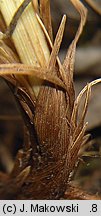 Carex caryophyllea