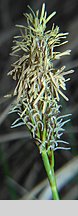 Carex caryophyllea