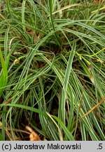 Carex conica (turzyca stożkowata)