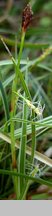 Carex conica (turzyca stożkowata)