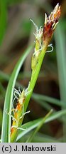 Carex conica (turzyca stożkowata)