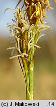 Carex caryophyllea