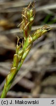 Carex digitata (turzyca palczasta)