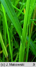 Carex disticha (turzyca dwustronna)