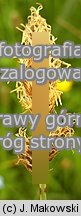 Carex disticha (turzyca dwustronna)