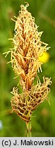 Carex disticha (turzyca dwustronna)