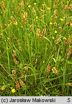 Carex disticha (turzyca dwustronna)