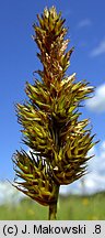 Carex disticha (turzyca dwustronna)