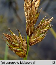 Carex disticha (turzyca dwustronna)