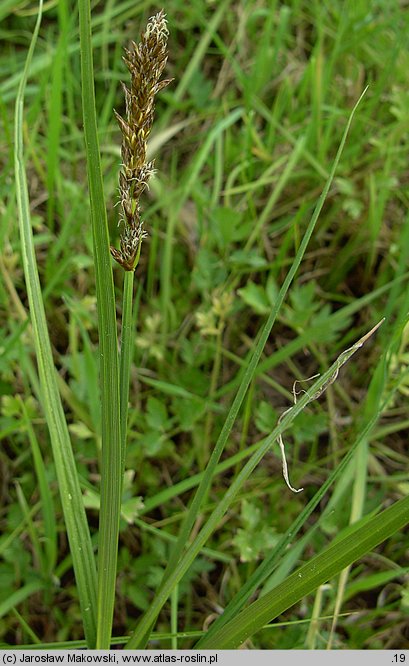 Carex disticha (turzyca dwustronna)