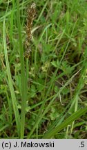 Carex disticha (turzyca dwustronna)