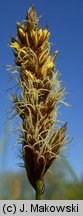 Carex disticha (turzyca dwustronna)