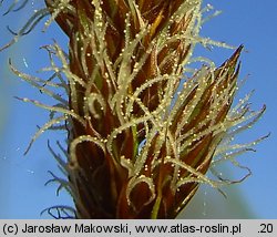 Carex disticha (turzyca dwustronna)