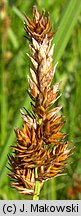 Carex disticha