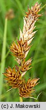 Carex disticha