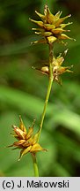 Carex echinata