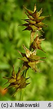 Carex echinata