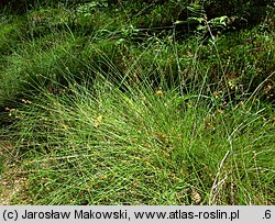 Carex echinata