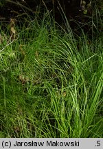 Carex elongata (turzyca długokłosa)