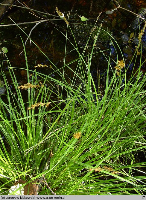 Carex elongata (turzyca długokłosa)