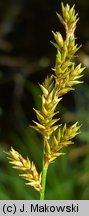 Carex elongata (turzyca długokłosa)