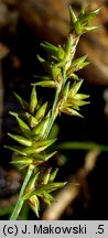 Carex elongata (turzyca długokłosa)