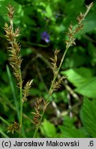 Carex elongata (turzyca długokłosa)