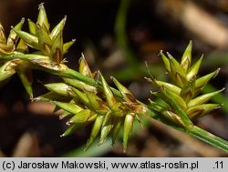 Carex elongata (turzyca długokłosa)