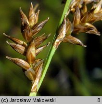 Carex elongata (turzyca długokłosa)