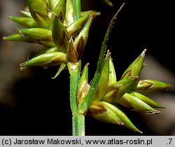 Carex elongata (turzyca długokłosa)