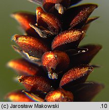 Carex flacca (turzyca sina)