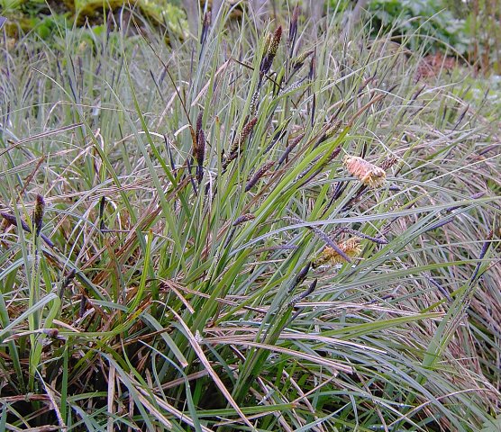 Carex flacca