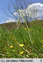 Carex flacca (turzyca sina)