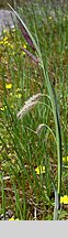 Carex flacca (turzyca sina)