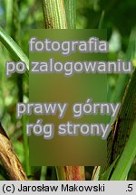 Carex flacca (turzyca sina)