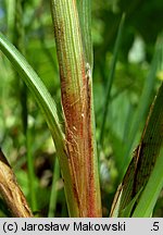 Carex flacca (turzyca sina)