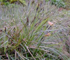 Carex flacca