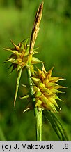 Carex flava (turzyca żółta)