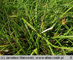 Carex flava (turzyca żółta)