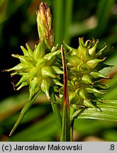 Carex flava (turzyca żółta)