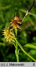 Carex flava (turzyca żółta)