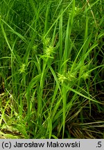 Carex grayi (turzyca Graya)