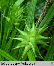 Carex grayi (turzyca Graya)