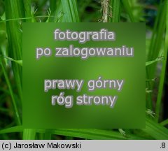 Carex grayi (turzyca Graya)