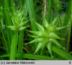 Carex grayi (turzyca Graya)