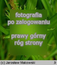 Carex grayi (turzyca Graya)